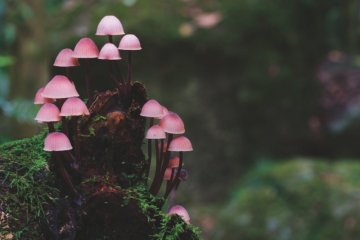 Trẻ bị ngộ độc nấm: Cách xử lý và phòng tránh