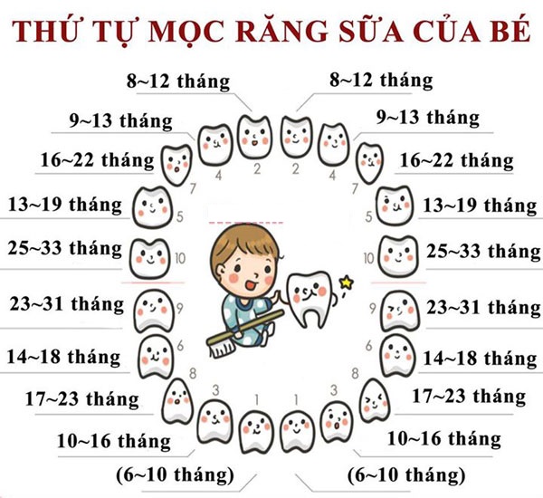 bảng thứ tự mọc răng giải đáp câu hỏi trẻ mấy tháng mọc răng