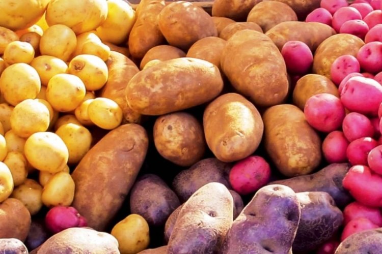 Khoai tây không chỉ giàu protein mà còn chứa rất nhiều acid amin tốt cho bé. trẻ 6 tháng tuổi ăn được những gì, bé ăn được khoai tây