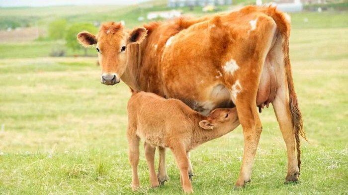 Nhiều sản phẩm sữa non cho bé sơ sinh được làm từ sữa non của bò.